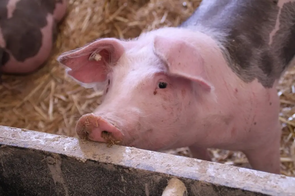 Porcicultores de Veracruz lanzan alerta por carne importada: ‘Nos está desplazando’