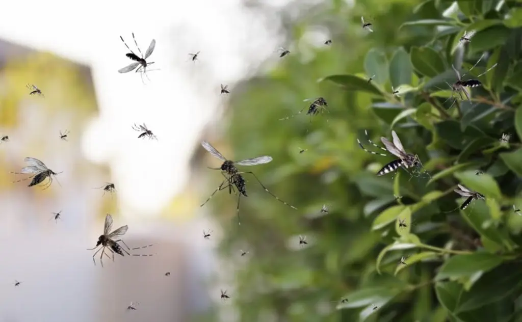Veracruz supera los mil casos de dengue y mantiene tendencia al alza