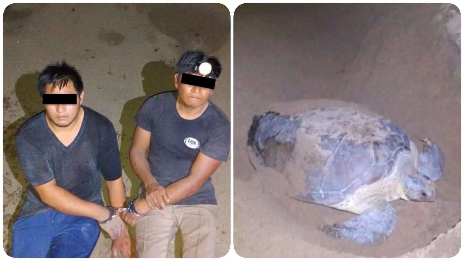 Detienen a 2 con cangrejos azules en veda en Catemaco