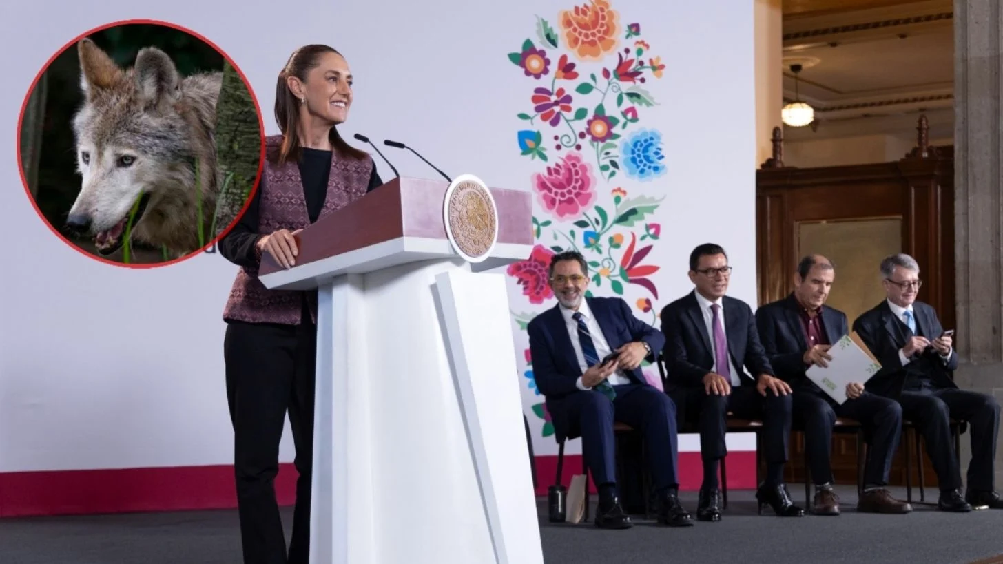 Debe haber coordinación con EU para proteger al lobo mexicano: “es una especie que tenemos que conservar”, asegura Sheinbaum