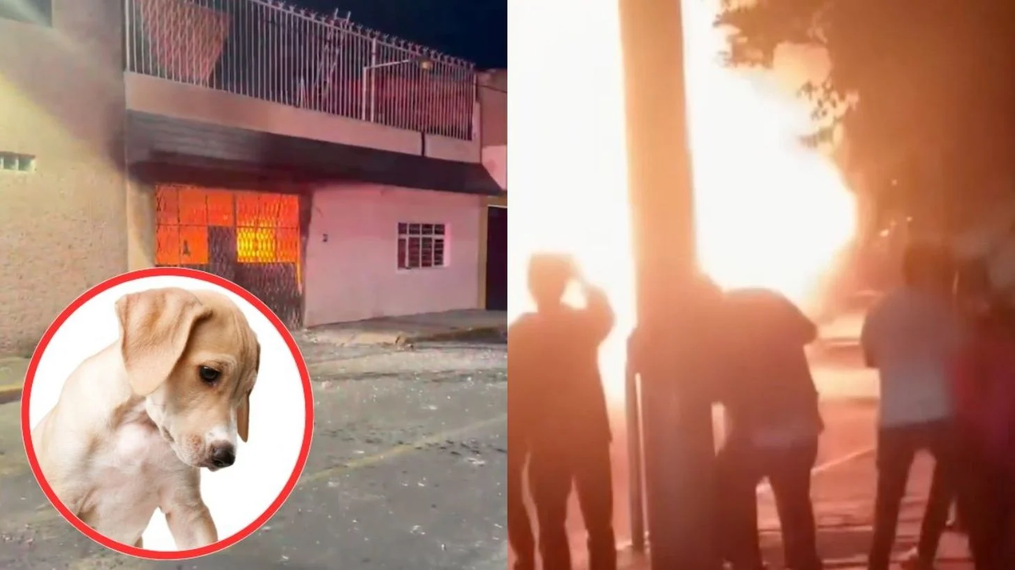 Mueren 14 perritos en incendio: cuete de fiestas patrias cayó en su casa y provocó el siniestro; sólo un lomito sobrevivió