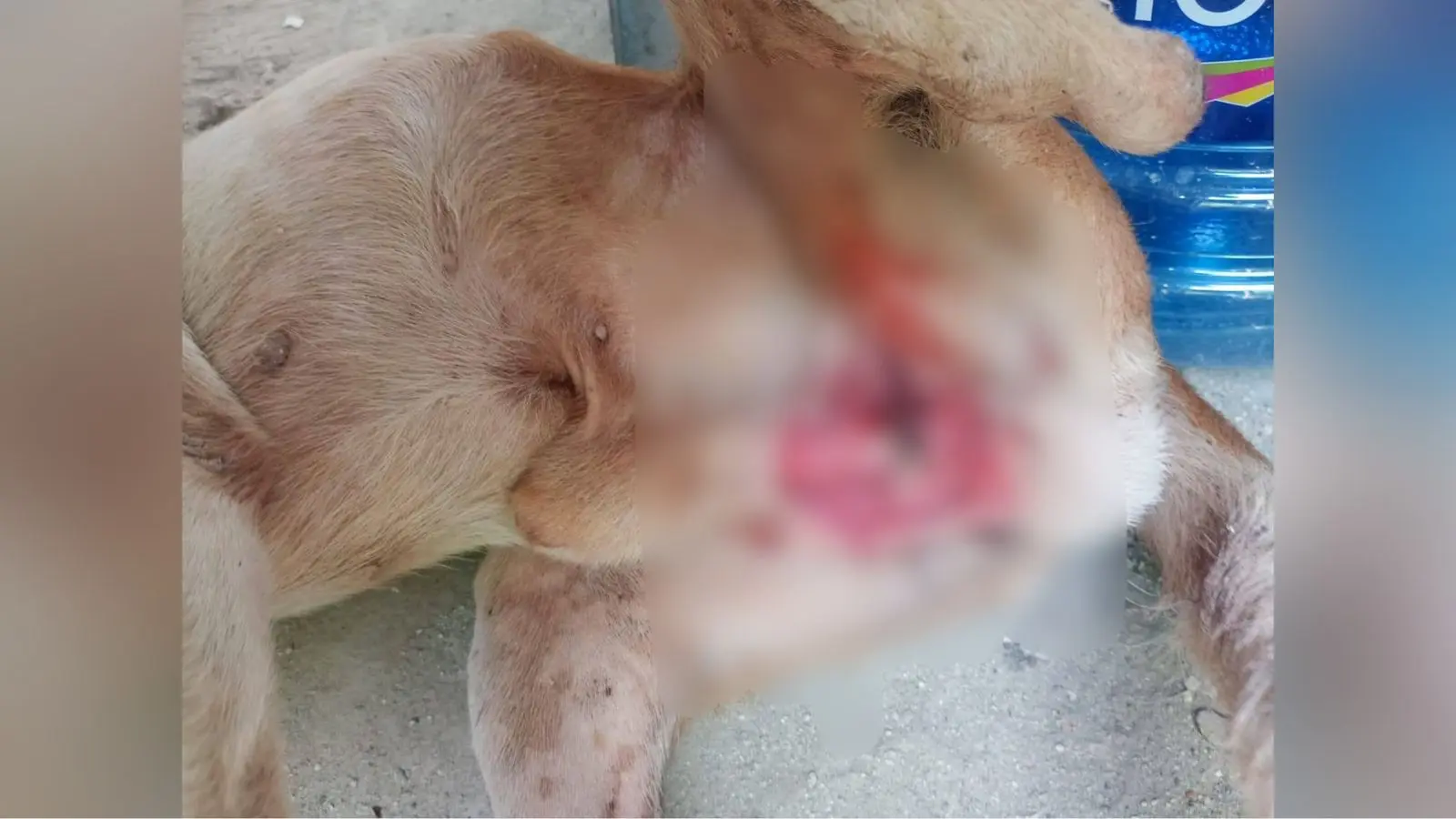 Acusan a hombre de mutilar los testículos a perro en Tlalixcoyan