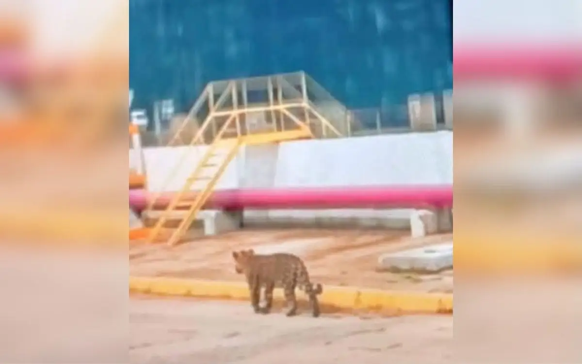 Visita inesperada en Coatzacoalcos: Jaguar sorprende a obreros del complejo petroquímico Pajaritos