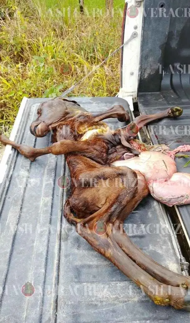 Becerro nace con 5 patas y malformaciones en Las Choapas, cerca del pozo Krem-1