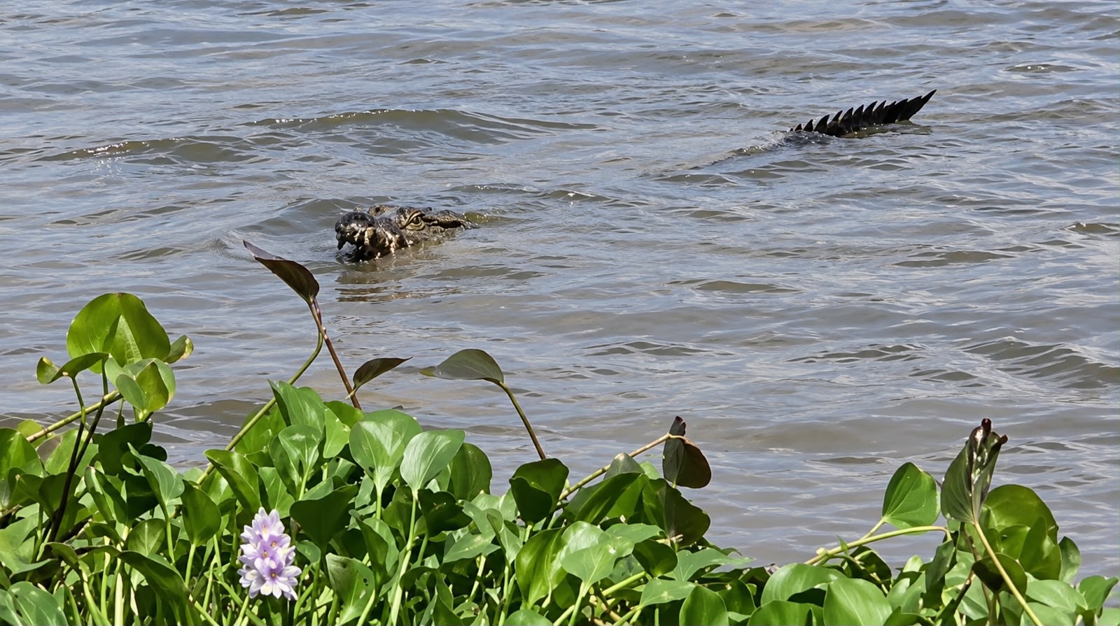 Cocodrilo de 3 metros llega a la orilla del río donde había personas en Minatitlán